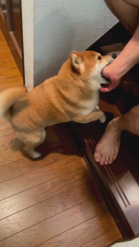 アマガミする柴犬