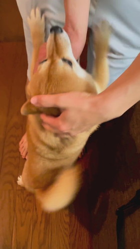 甘え足りない柴犬