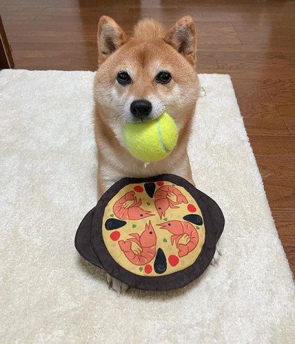 おもちゃと柴犬