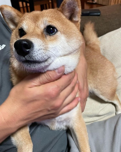 お父さんと柴犬