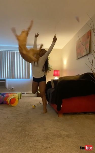 猫との遊びをバレエに変えてみたら