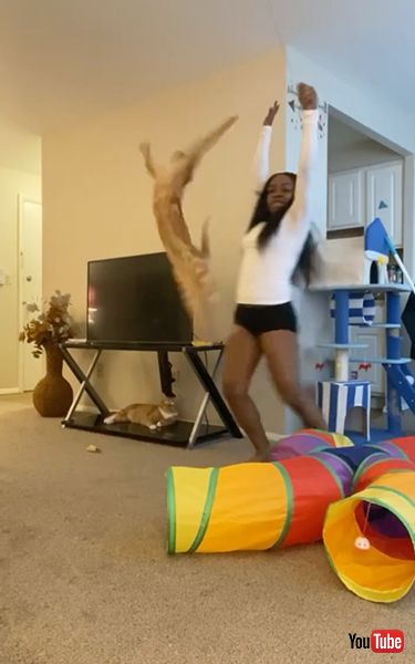 テレビの下で見ている猫