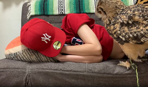 飼い主を見てるフクロウ羽閉じてる