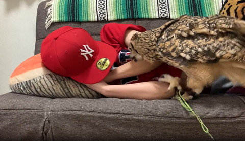 飼い主にかみつくフクロウ