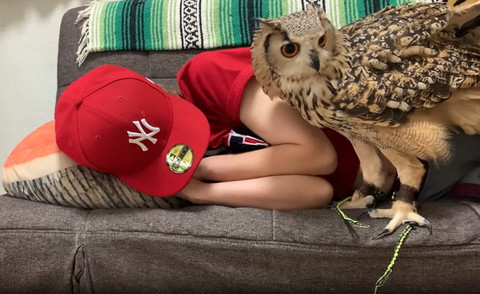 寝ていると飼い主と画面右見るフクロウ