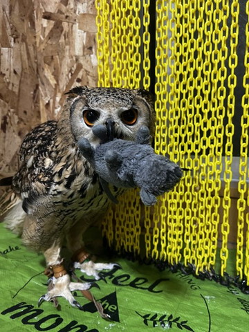 ねずみのぬいぐるむくわえてるフクロウ