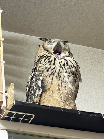 あくびしてるフクロウ
