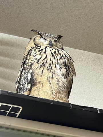 寝てるフクロウ