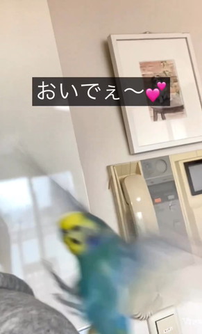インコ一言