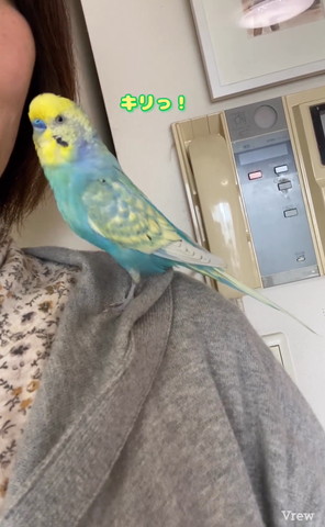 キリッテロップ