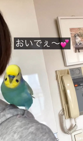 おいでテロップ肩の上にインコ