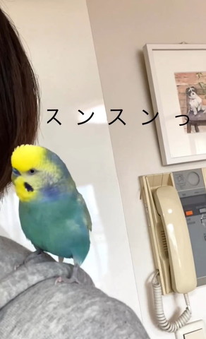 飼い主の匂いをかぐインコ
