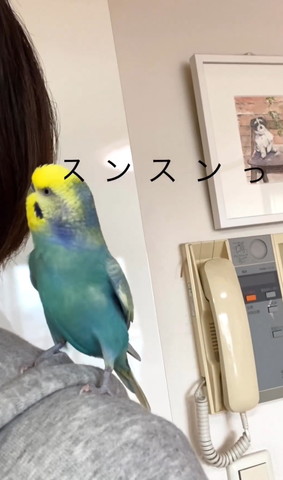 飼い主に顔を寄せて匂いをかぐインコ