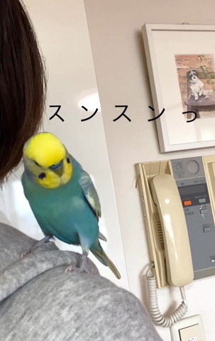 首をかしげるインコ