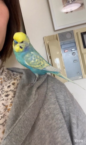 飼い主の方向いてるインコ