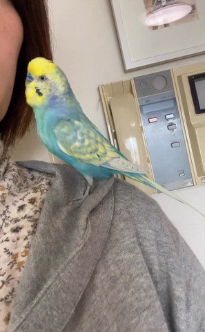 飼い主の耳元に近づくインコ