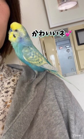 かわいいネテロップ