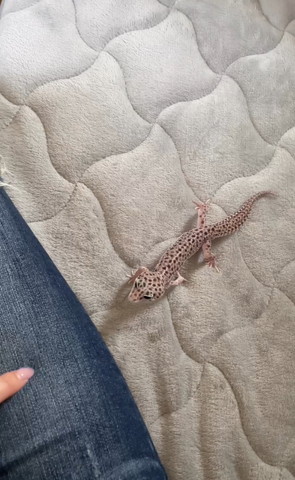 飼い主の足の近くで指見るヤモリ