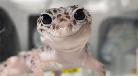 目線下のヤモリアップ