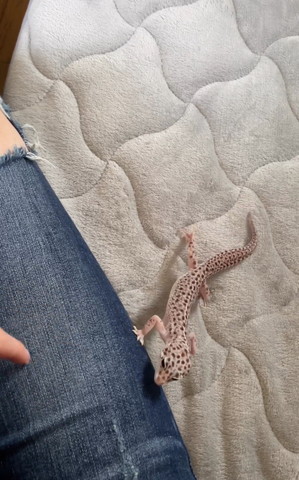 足の上の方に手を添えるイモリ