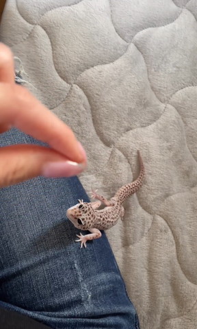 足に登るヤモリ