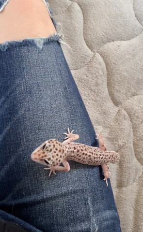 足に登ったヤモリの後頭部