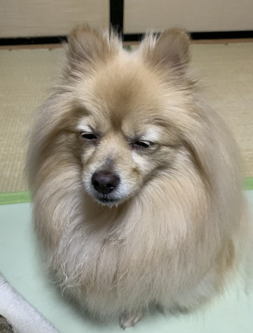 目つむってるワンコ