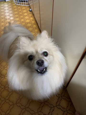 吠えてるワンコ