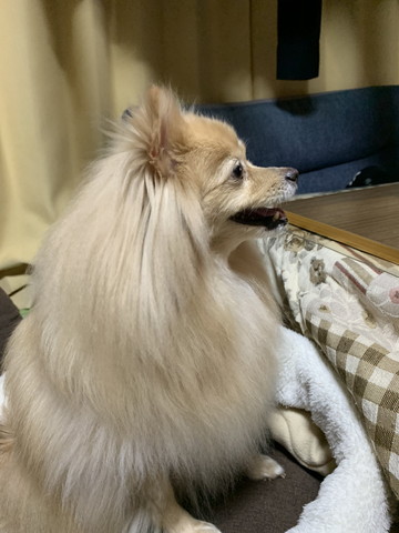 笑顔ワンコ横顔