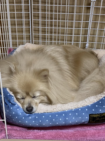 ハウスで寝てるワンコ