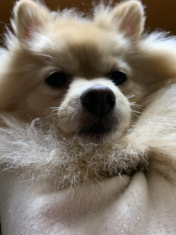 アップのワンコ