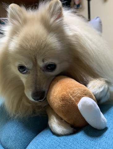 肉のおもちゃくわえてるワンコ