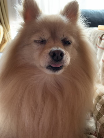 ウィンクして舌だしてるワンコ