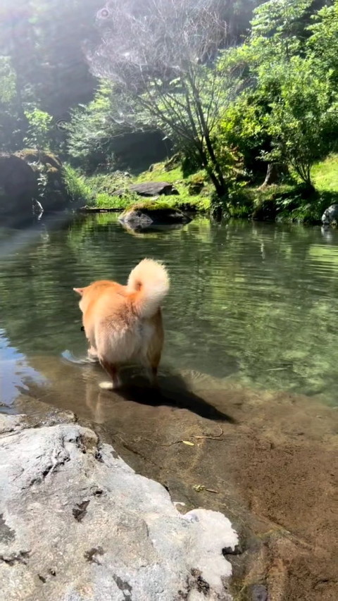 柴犬と清流