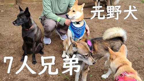 元野犬が生き別れのきょうだいに会う