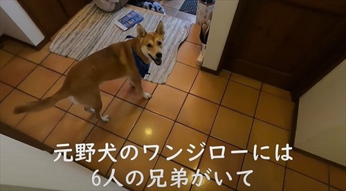 元野犬が生き別れのきょうだいに会う
