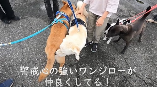 元野犬が生き別れのきょうだいに会う