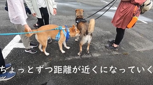 元野犬が生き別れのきょうだいに会う