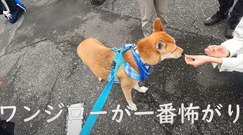 元野犬が生き別れのきょうだいに会う