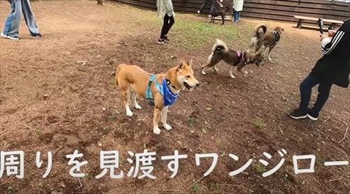 元野犬が生き別れのきょうだいに会う