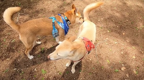 元野犬が生き別れのきょうだいに会う