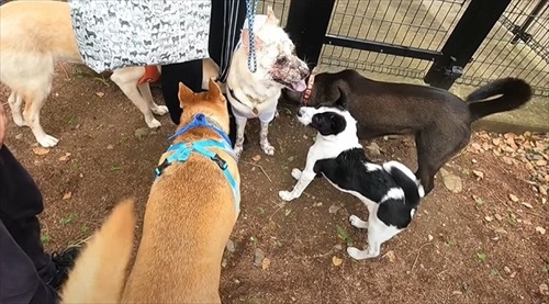 元野犬が生き別れのきょうだいに会う