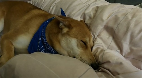 元野犬が生き別れのきょうだいに会う