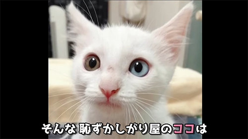 ココちゃん6カ月前