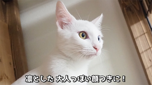 現在のココちゃん