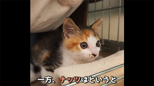 ナッツちゃん6カ月前