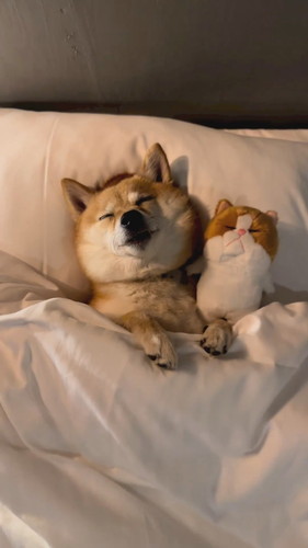 ぬいぐるみと寝るはなちゃん