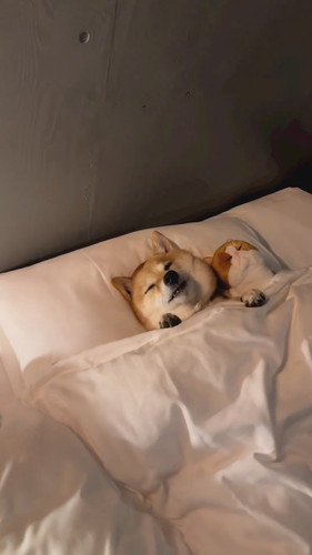 ぬいぐるみと寝るはなちゃん