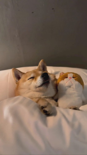 ぬいぐるみと寝るはなちゃん