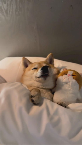 ぬいぐるみと寝るはなちゃん